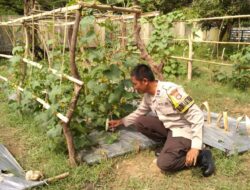 Dukung Ketahanan Pangan Nasional, Bhabinkamtibmas penatoi Cek Progres Tanaman Padi di Kelurahan Binaan