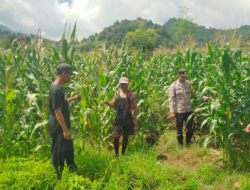 Program Ketahanan Pangan Nasional, Bhabinkamtibmas Polsek Woha Cek Progres Tanaman Jagung Milik Warga