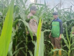 Sukseskan Program Ketahanan Pangan Nasional, Polsek Soromandi Rutin Mengecek Pertumbuhan Tanaman Jagung di Desa Binaannya