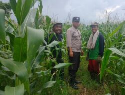 Dukung Ketahanan Pangan Nasional dan Swasembada Pangan, Bhabinkamtibmas Polsek Soromandi Intensif Cek Lahan Jagung Warga