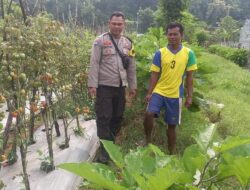 Polsubsektor Palibelo Dorong Masyarakat Tingkatkan Ketahanan Pangan Melalui Budidaya Tomat