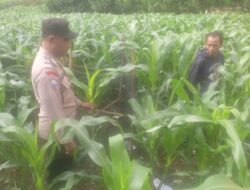 Jalankan Program Ketahanan Pangan Nasional, Bhabinkamtibmas Polsek Donggo Tinjau Pertumbuhan Tanaman Jagung Milik Warga