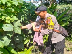 Bhabinkamtibmas Kelurahan Sambinae Laksanakan Pengecekan Pekarangan Pangan Bergizi (P2B)