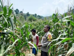 Pastikan Keberhasilan Ketahanan Pangan Nasional, Bhabinkamtibmas Polsubsektor Palibelo Aktif Dampingi Petani