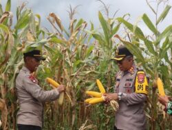 Polres Bima Gelar. Panen Raya Jagung Dalam Rangka Menyukseskan Swasembada Pangan
