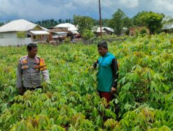 Bhabinkamtibmas Polsek Rasanae Timur Laksanakan Kontrol Tanaman Pangan