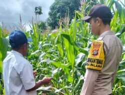 Bhabinkamtibmas Polsek Donggo Cek Lahan Jagung Warga Binaan, Wujud Mendukung Program Ketahanan Pangan Nasional