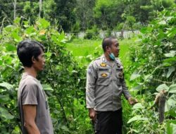 Implementasi Program Asta Cita Presiden RI, Bhabinkamtibmas Polsubsektor Palibelo Dampingi Petani Palawija
