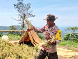 Bhabinkamtibmas Polsek Parado Cek Tanaman Bawang Merah di Desa Binaan Wujud Mendukung Program Ketahanan Pangan Nasional