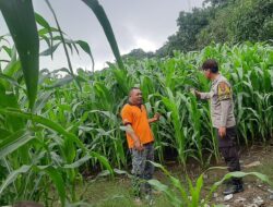 Kawal Ketahanan Pangan Nasional, Bhabinkamtibmas Polsek Donggo Cek Tamanan Jagung di Wilayah Binaan