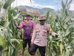 Rutin Monitoring Tanaman Jagung Milik Warga Cara  Bhabinkamtibmas Polsubsektor Palibelo Dukung Program Ketahanan Pangan Nasional