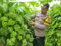 Bhabinkamtibmas Polsubsektor Palibelo Sambangi Petani Timun Dalam Rangka Mendukung Program Ketahanan Pangan Nasional