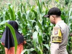 Dukung Penuh Program Ketahanan Pangan Nasional Bhabinkamtibmas Polsek Donggo Intens Cek Progres Tanaman Jagung Milik Warga
