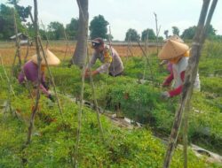 Peningkatan Ketahanan Pangan Nasional, Bhabinkamtibmas Polsek Woha Lakukan Panen Cabai Bersama Warga Binaan