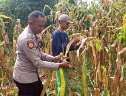 Wujudkan Indonesia Yang Swasembada Pangan, Bhabinkamtibmas Polsek Bolo Bantu Warga Panen Jagung