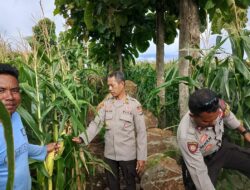 Mendukung Swasembada Pangan Kapolsek Donggo Pantau Pertumbuhan Tanaman Jagung Milik Warga di Wilayah Hukumnya