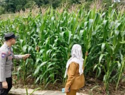 Bhabinkamtibmas Polsek Donggo Gandeng Penyuluh Pertanian Cek Lahan Jagung Warga