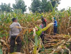 Bhabinkamtibmas Kelurahan Rite Laksanakan Pengecekan Panen Jagung Warga Binaan
