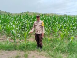 Sinergitas Sukseskan Swasembada Pangan, Bhabinkamtibmas Polsek Sanggar Dampingi Petani di Wilayah Binaan