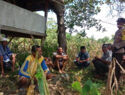 Ketahanan Pangan Nasional, Bhabinkamtibmas Polsek Madapangga Aktif Memantau Pertumbuhan Jagung Milik Warga