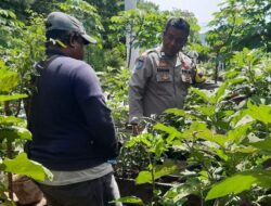Proaktif Mendukung Ketahanan Pangan Nasional, Bhabinkamtibmas Polsubsektor Palibelo Cek Kebun Sayur Warga Binaan