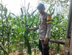 Program Ketapang Nasional, Bhabinkamtibmas Polsek Sanggar Intensif Mendampingi Petani di Wilayah Binaan