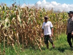 Rutin Kontrol Pertumbuhan Tanaman Jagung Milik Warga, Wujud Proaktif Bhabinkamtibmas Polsek Madapangga Dukung Ketahanan Pangan Nasional