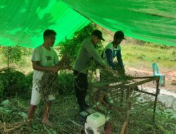 Bhabinkamtibmas Kelurahan Jatibaru Timur Bantu Warga Panen Kacang Tanah dalam Rangka Dukung Ketahanan Pangan Nasional