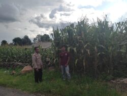 Dukung Penuh Program Ketahanan Pangan Nasional, Bhabinkamtibmas Polsek Donggo Sambangi Petani