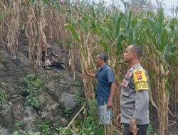 Peran Bhabinkamtibmas Polsek Monta Sukseskan Swasembada Pangan Rutin Cek Progres Tanaman Jagung Milik Warga