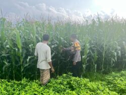 Polri Cinta Petani, Bhabinkamtibmas Polsek Tambora Meninjau Progres Tanaman Jagung Milik Warga Binaan