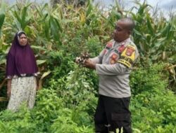 Swasembada Pangan, Bhabinkamtibmas Polsubsektor Palibelo Pantau Lahan Kacang Tanah di Desa Binaannya