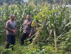 Dukung Akselerasi Swasembada Pangan, Bhabinkamtibmas Polsek Madapangga Tinjau Pertumbuhan Tanaman Jagung Warga