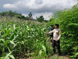 Komitmen Dukung Ketahanan Pangan Nasional, Bhabinkamtibmas Polsek Tambora Dampingi Petani di Wilayah Binaan