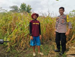 Terus Mendukung Ketahanan Pangan Nasional, Bhabinkamtibmas Polsek Monta Aktif Memantau Pertumbuhan Tanaman Jagung Milik Warga