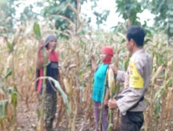 Edukasi Warga Binaan, Bhabinkamtibmas Polsek Madapangga Dampingi Petani Sukseskan Ketahanan Pangan Nasional