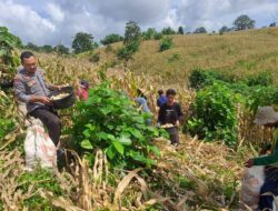 Ketahanan Pangan Nasional, Bhabinkamtibmas Polsek Tambora Bantu Pemanenan Jagung Milik Warga
