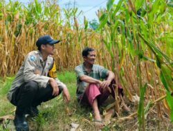Optimalkan Potensi Lokal Guna Sukseskan Swasembada Pangan, Bhabinkamtibmas Polsek Donggo Kawal Petani di Desa Binaan