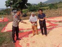 Proaktif Mendukung Ketahanan Pangan Nasional, Bhabinkamtibmas Polsek Monta Bantu Jemur Jagung Warga