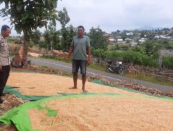 Sinergi Sukseskan Swasembada Pangan, Bhabinkamtibmas Polsek Donggo Bantu Petani Hingga Proses Penjemuran