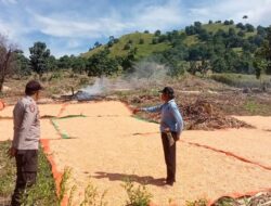 Komitmen Dukung Penuh Program Prioritas Presiden RI, Bhabinkamtibmas Polsek Parado Bantu Petani Jemur Jagung