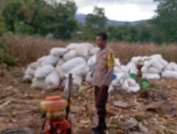 Bhabinkamtibmas Polsek Madapangga, Pantau Warga Binaan Yang Panen Jagung