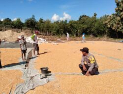 Berpeluh Keringat, Bhabinkamtibmas Polsek Sanggar Bantu Mengeringkan Jagung Milik Warga Binaan
