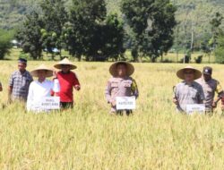 Presiden RI, Pimpin Panen Raya Padi Serentak Secara Virtual Kapolres Bima dan Forkompinda Kabupaten Bima Panen Padi di Desa Teke