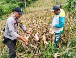 Bhabinkamtibmas Polsek Rasanae Barat Bantu Warga Panen Jagung di Sambinae