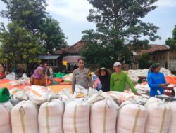 Sukseskan Program Prioritas Presiden RI, Bhabinkamtibmas Polsek Bolo Pantau dan Bantu Jemur Jagung Warga