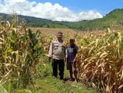 Bersama Masyarakat Sukseskan Swasembada Pangan, Bhabinkamtibmas Polsek Tambora Rutin Dampingi Petani