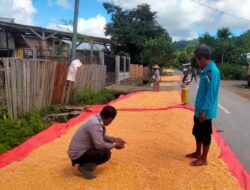 Wujud Pendampingan Ke Petani dan Sukseskan Program Prioritas Presiden, Bhabinkamtibmas Polsek Monta Bantu Jemur Jagung Warga