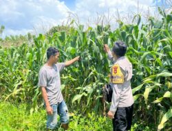 Ketahanan Pangan Nasional, Bhabinkamtibmas Polsek Tambora Cek Progres Tanaman Jagung di Lahan Milik Warga