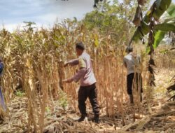 Bhabinkamtibmas Polsek Rasanae Barat Bantu Warga Panen Jagung, Dukung Program Ketahanan Pangan Nasional